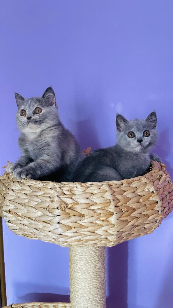 British Shorthair girls and boy looking for a new home