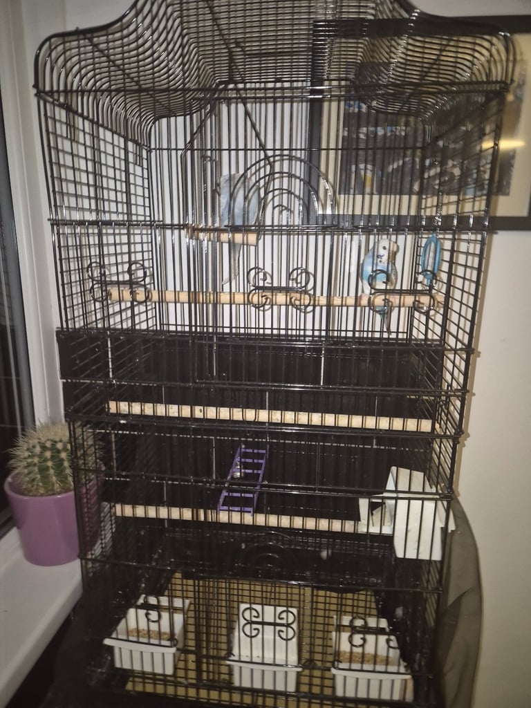 image for Budgies