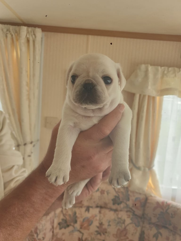 image for Pug pups litter of 2 girls 