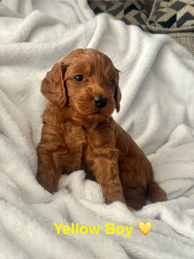 Golden doodles F1bb puppies hypoallergenic and malting