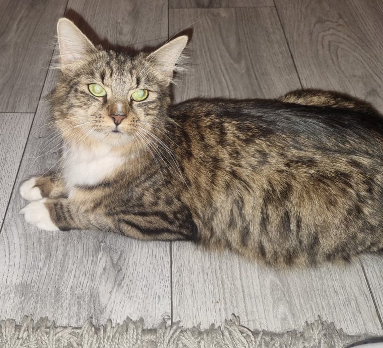 image for Beautiful tabby 