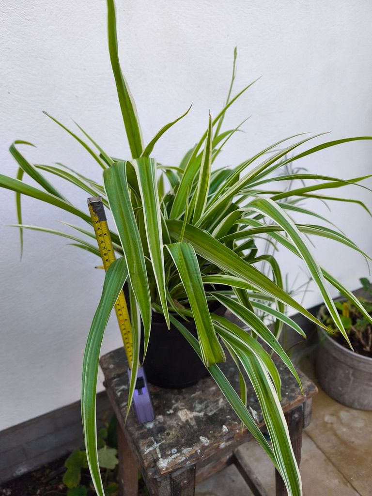 Attractive house plant - an unusual type of spider plant or Chlorophytum 