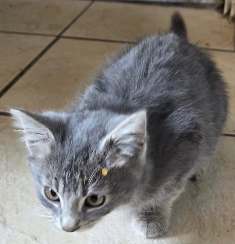 3 KITTENS READY TO GO 12 WEEKS OLD 