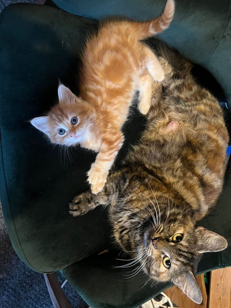 Lovely Tortoiseshell kittens ready to go