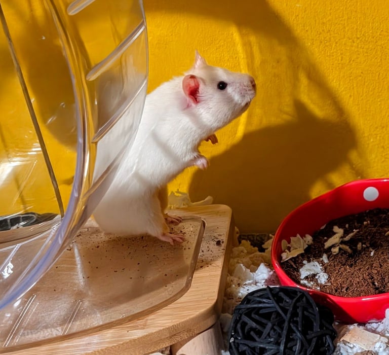 UPDATED 20/10/25 - Female Syrian Hamster For Adoption 