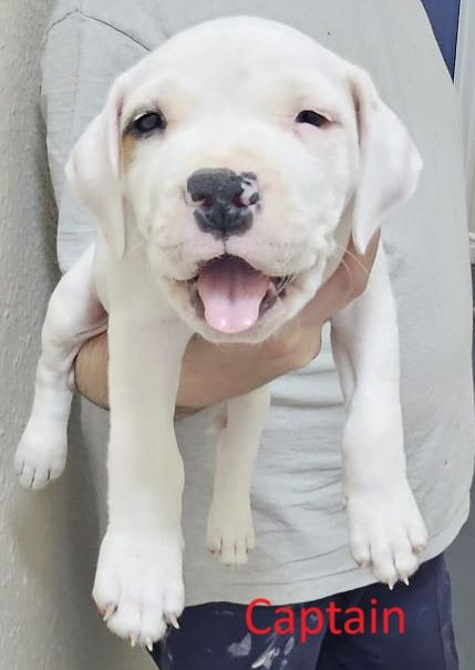 Confident & Well-Socialised Presa x Staffy Pups ready to leave 4/10/2025
