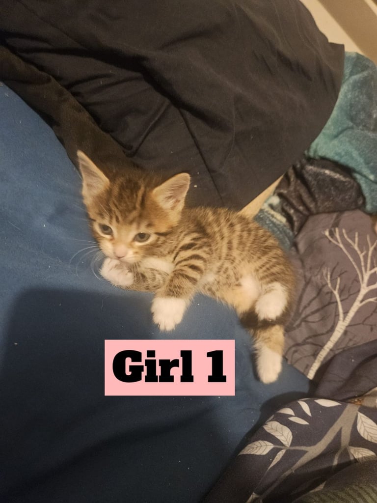 X5 Maine coon x Norwegian forest 