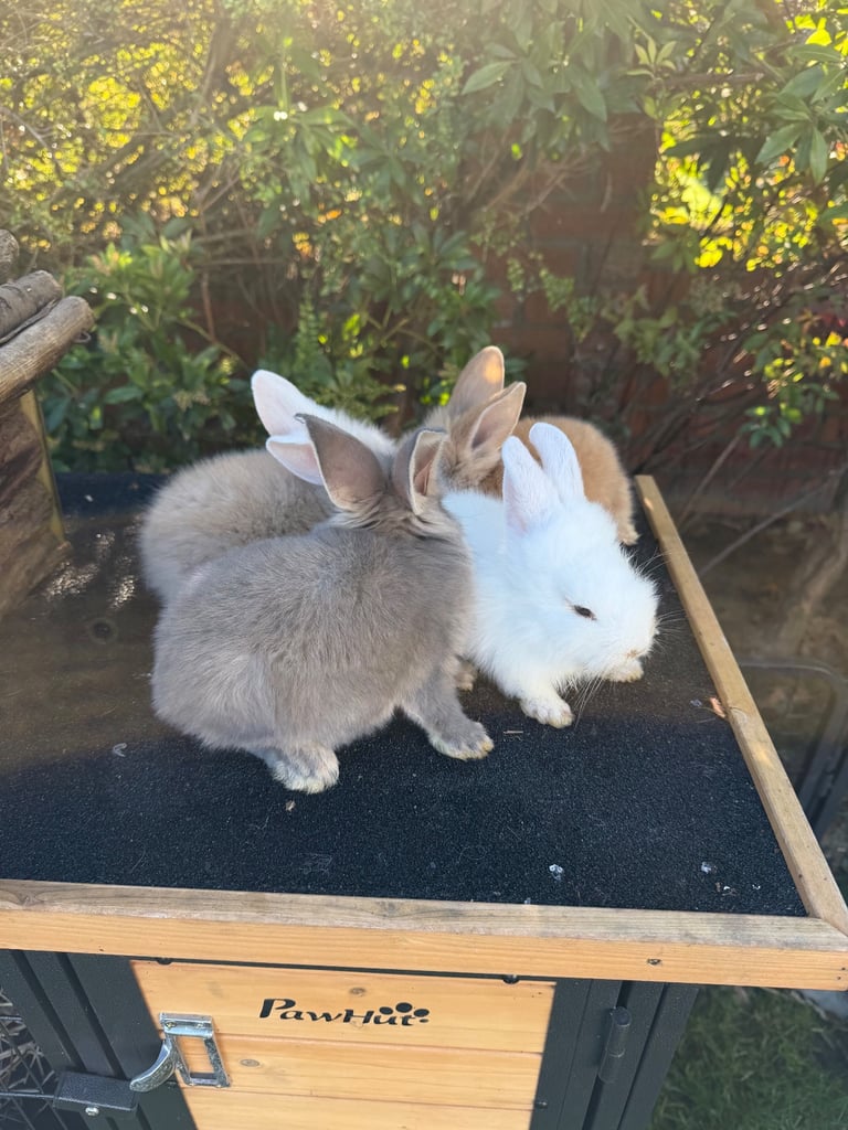 Baby bunny’s / rabbit for sale