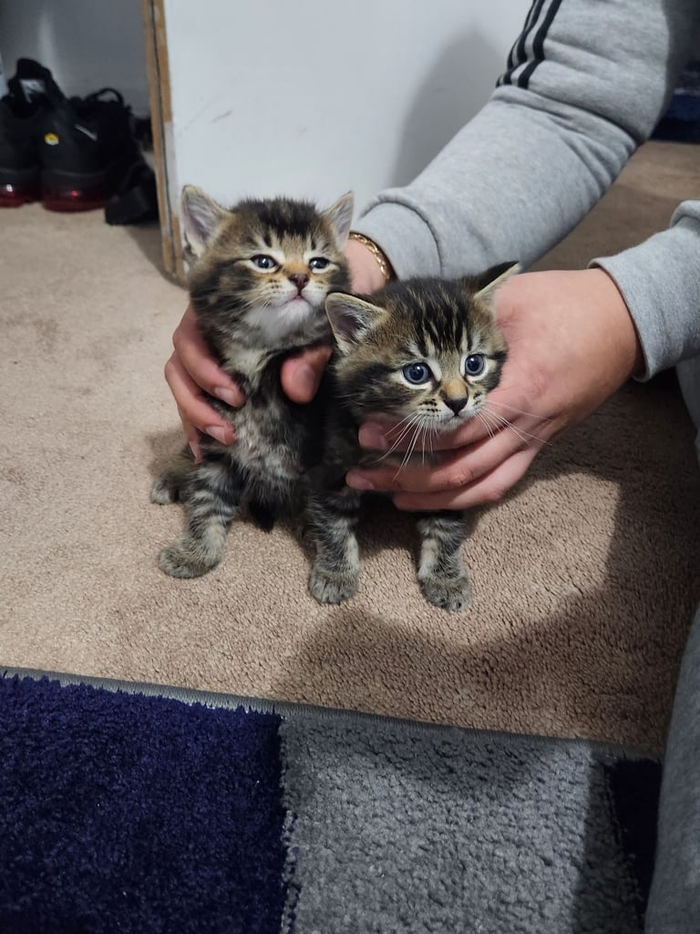 Gorgeous British Kittens For Sale 