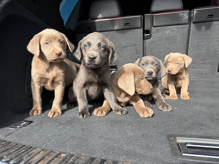 Labrador puppies Charcoal & Silver