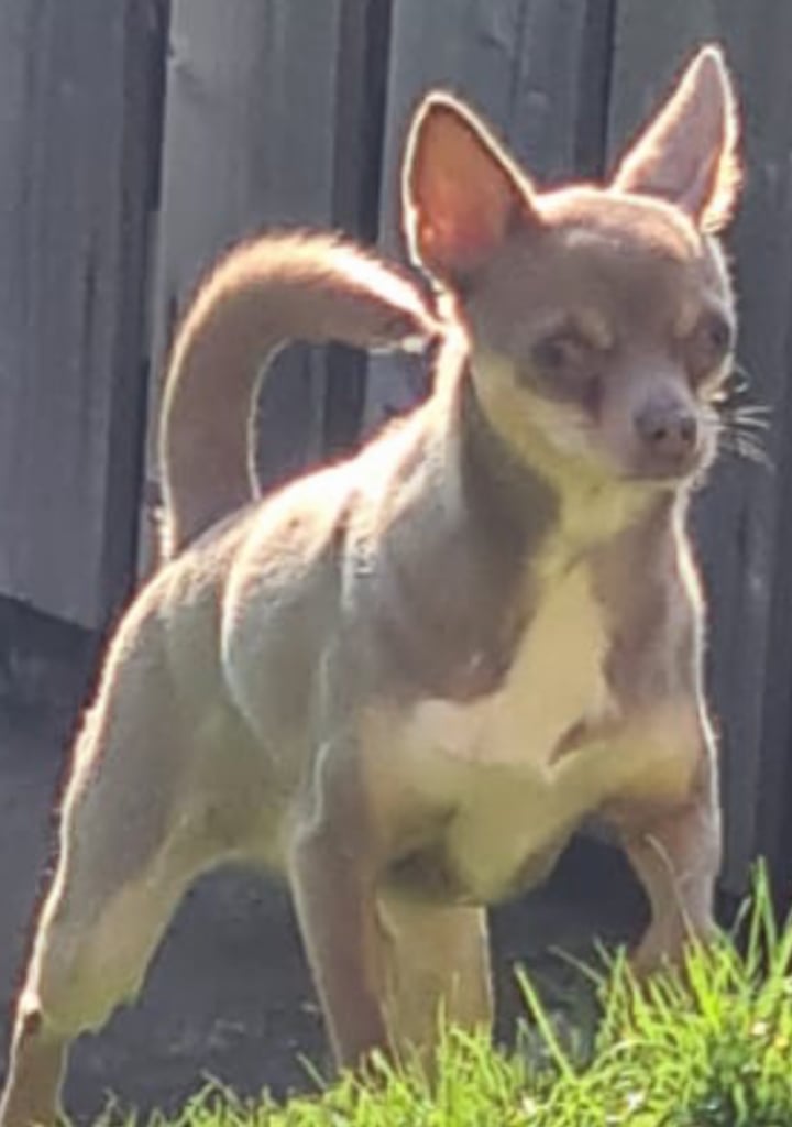 Chihuahua puppy’s 