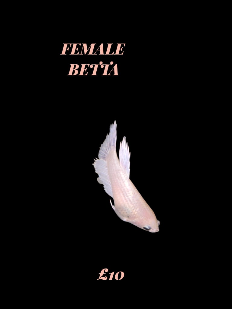 Betta fish 