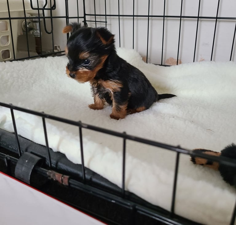 Puppy Yorker Terrier