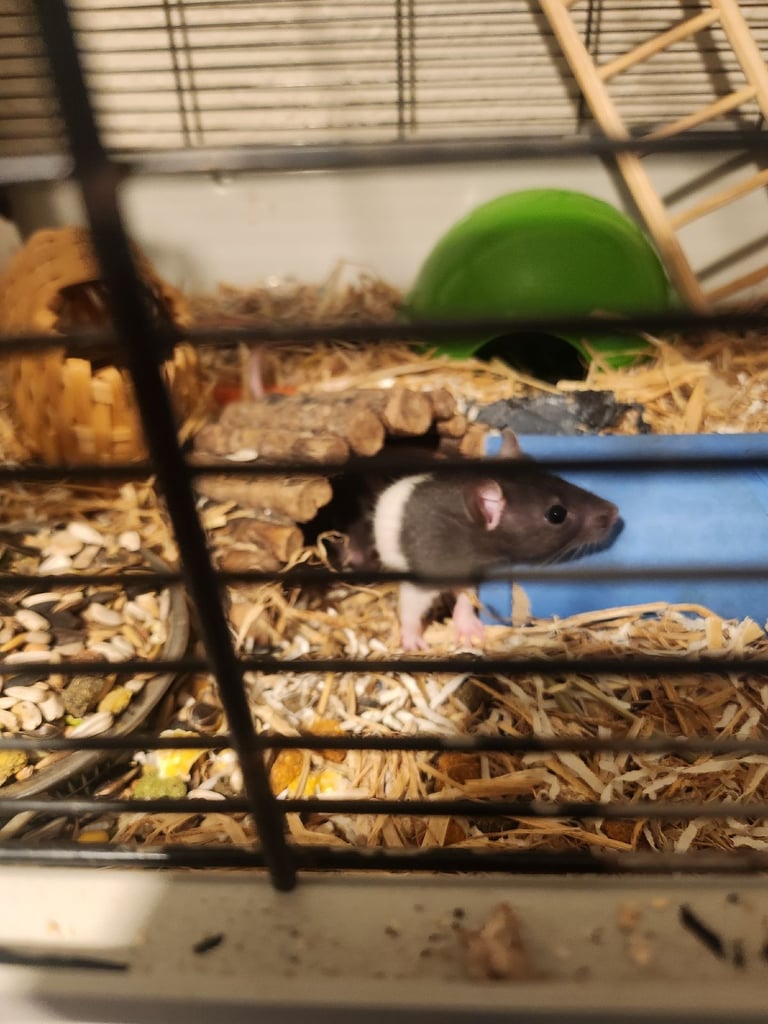 3 girls left Topeard&dumbos on way soon