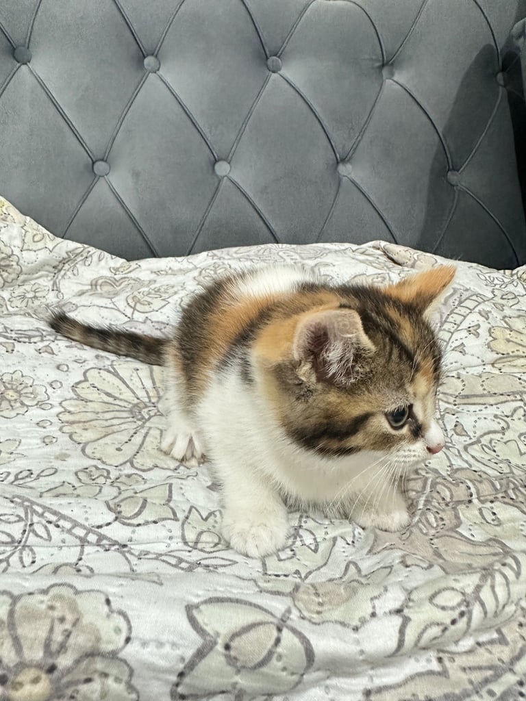 4 Beautiful Playful Kittens – Short Hair & Fluffy Persian Mixes