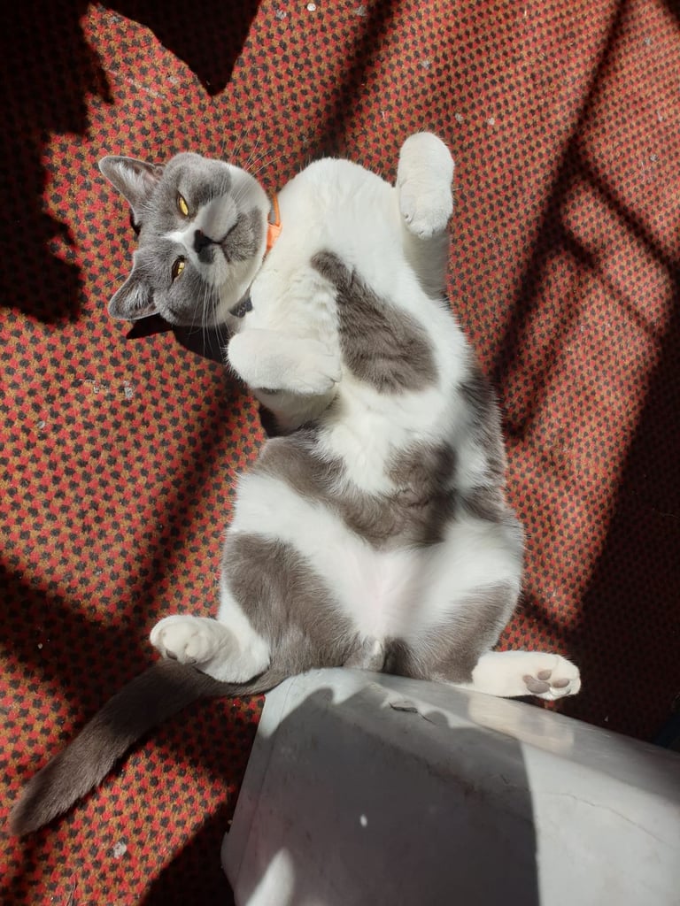 British Short Haired Male Cat