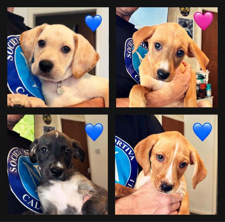 image for Puppies for sale