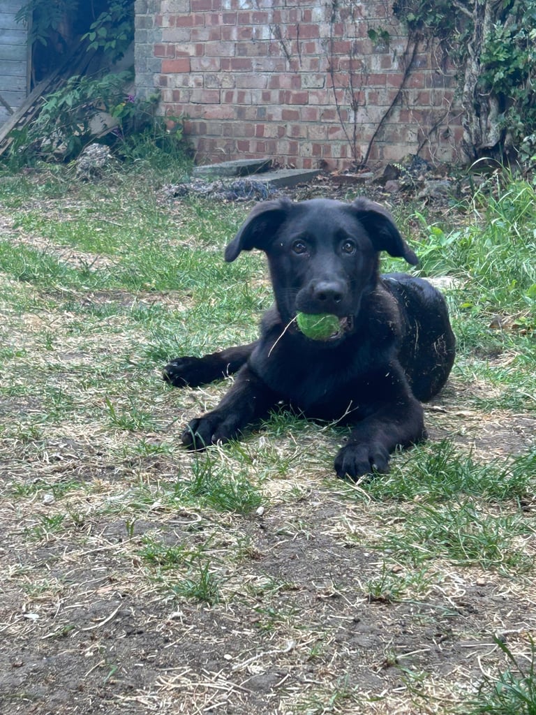 image for Loving 8-Month-Old Lab Mix Looking for His Forever Family