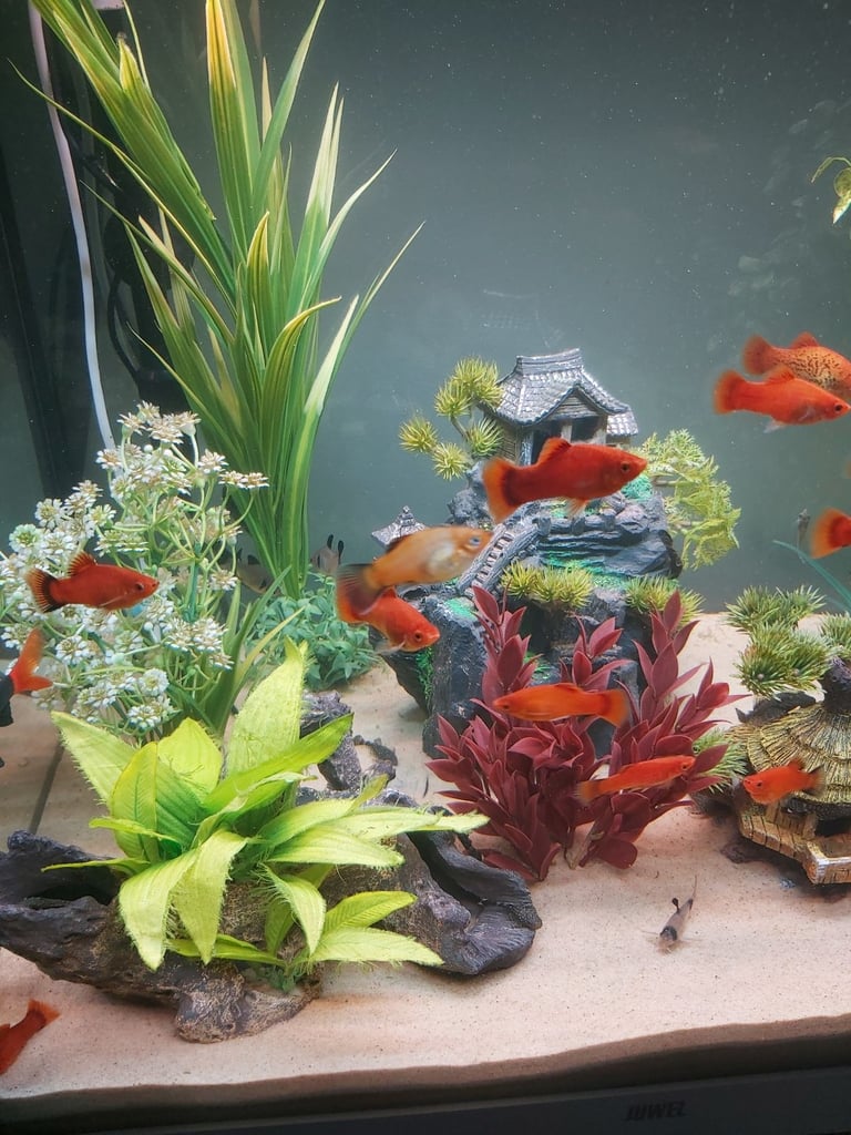 image for Platy fish and Plecos for sale