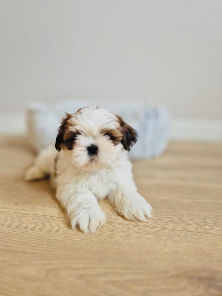 Shihtzu