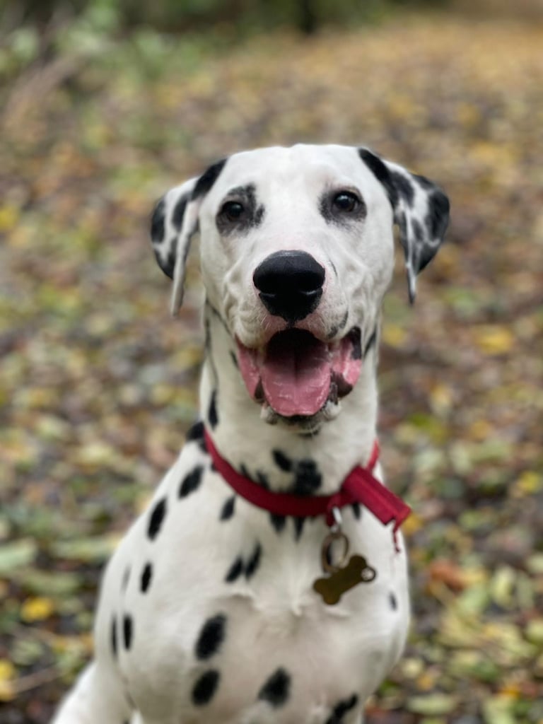 Dalmatian Looking for a loving home ASAP