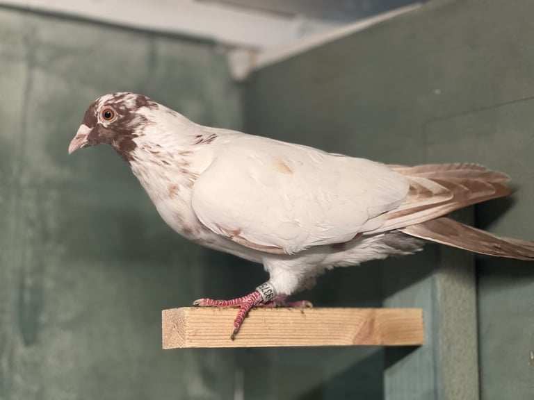 Colour racing pigeon 