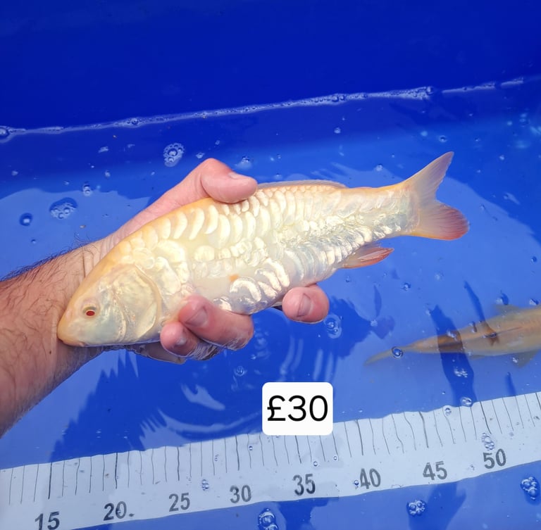 Koi for sale