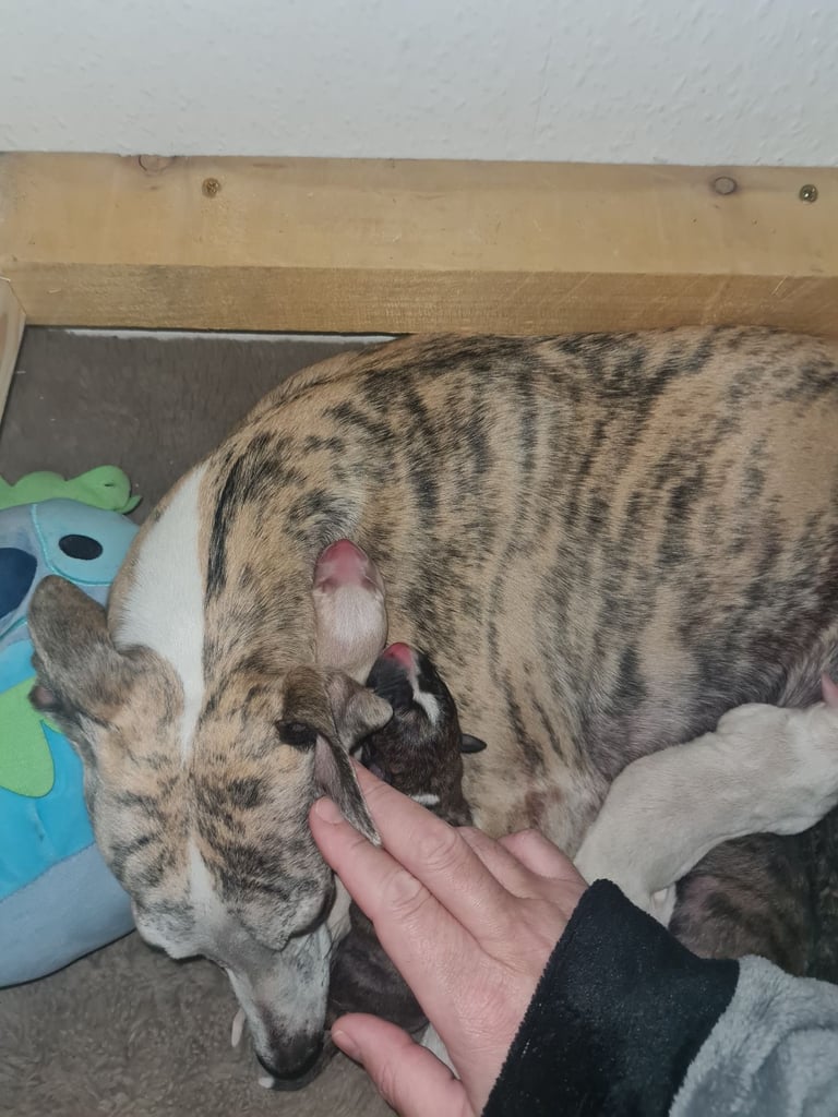 Full Pedigree Whippet Puppies