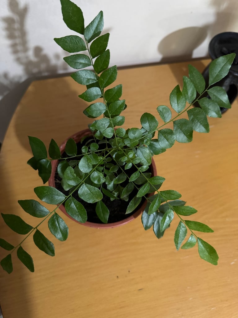 Curry leaf plant