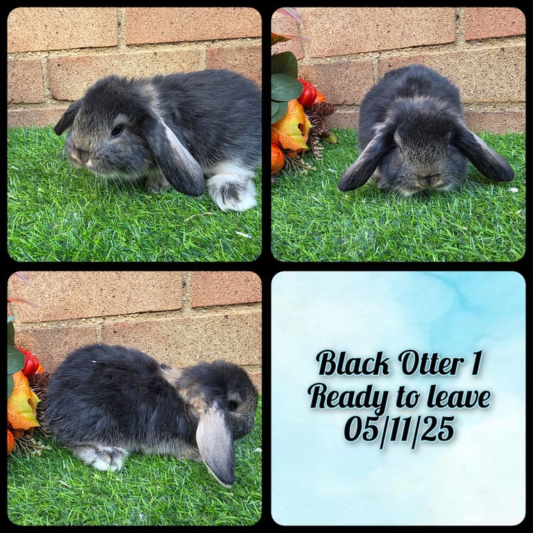 Fully Pedigree French Lops
