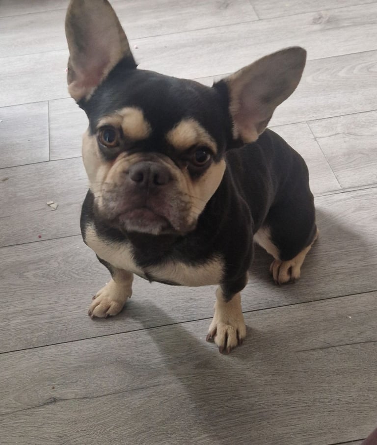 French bulldog for sale