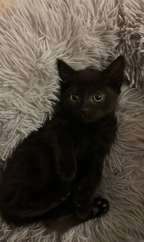BRITISH SHORTHAIR MIXED KITTEN