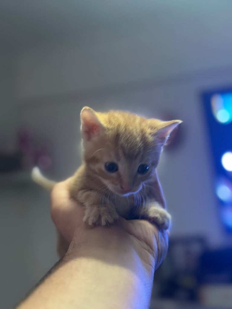 Bengal X Kittens 