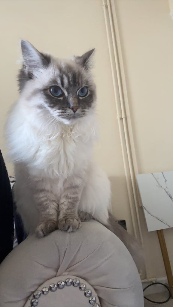 2 x ragdoll cats available. £750 each