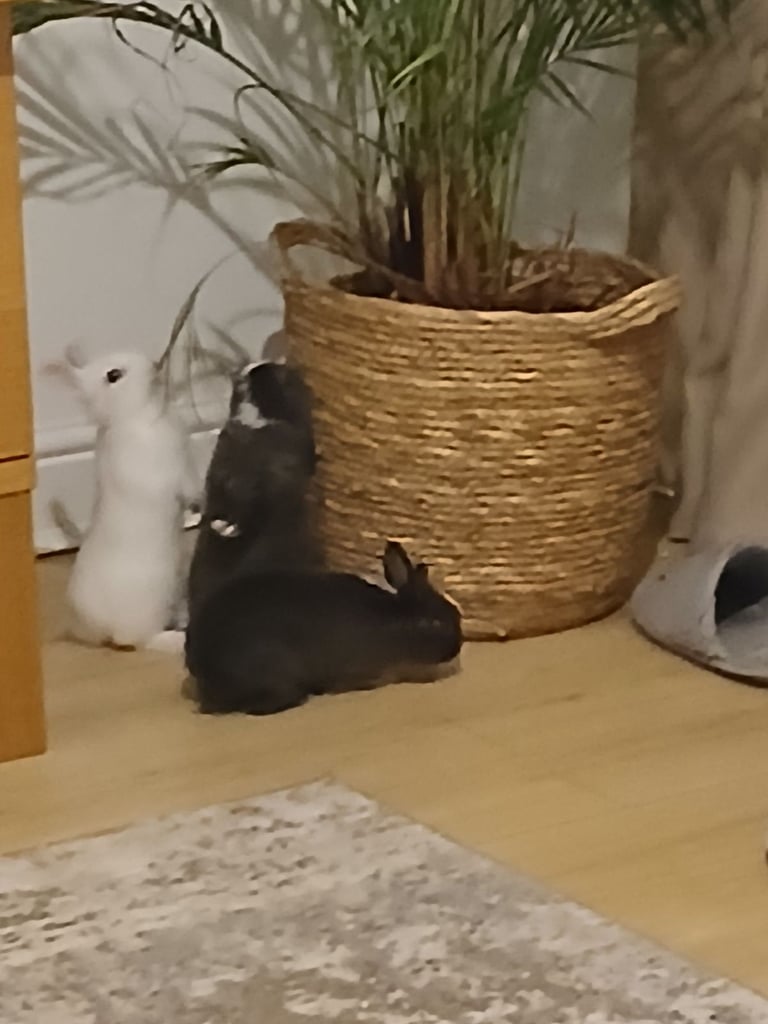  Holland dwarf bunny 