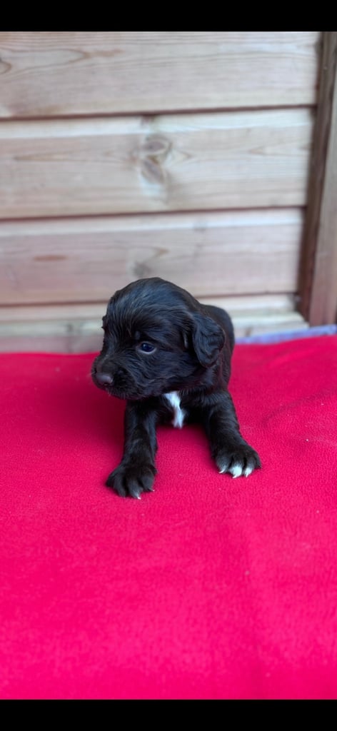 Sprocker spaniel 
