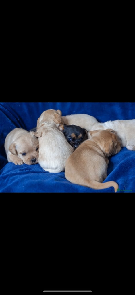 🐶 Adorable F1 Frenchie x Cavapoo Pups 🐾