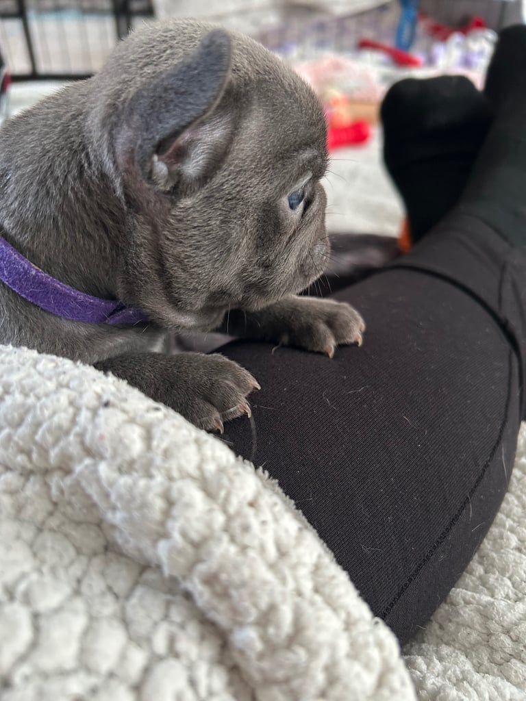 French bulldog puppies 🐾