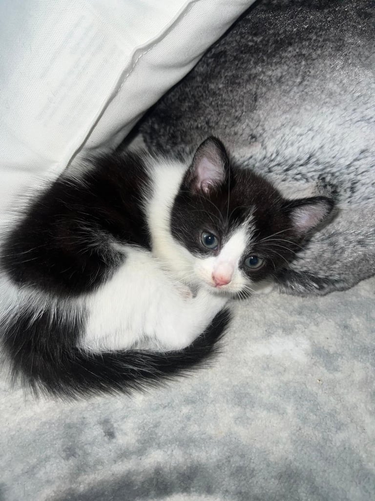 image for Kittens for Sale 