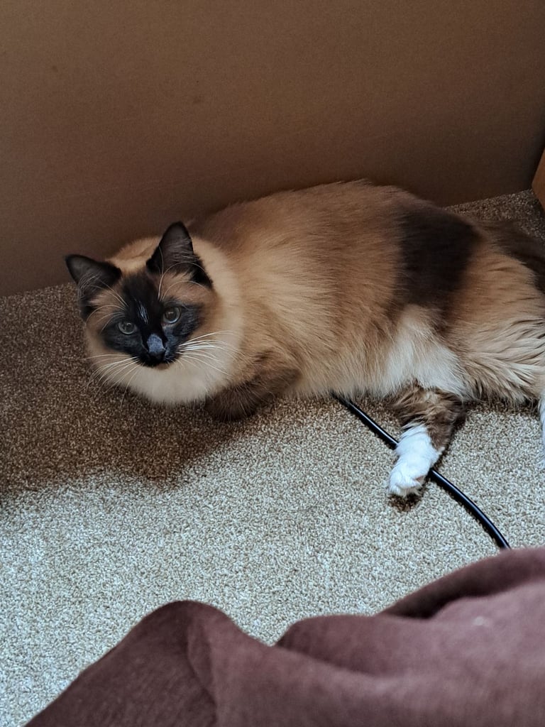 Ragdoll with Full Starter Kit