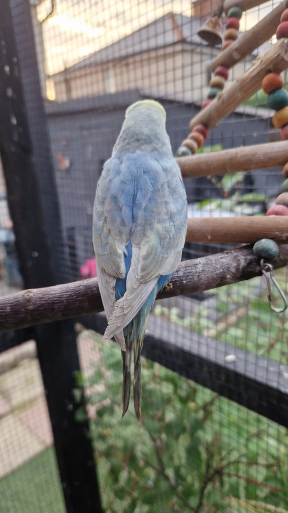 2x baby budgies £50 each