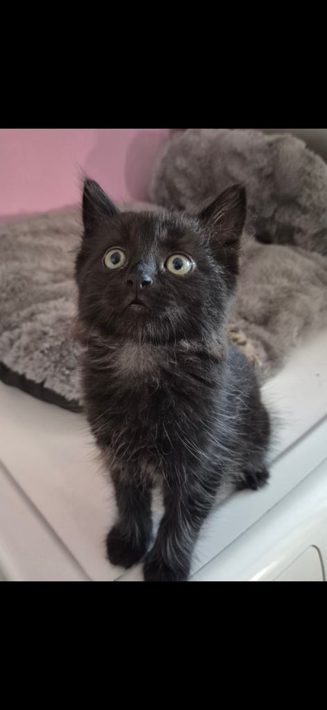 3 Beautiful Black Long-Haired Kittens