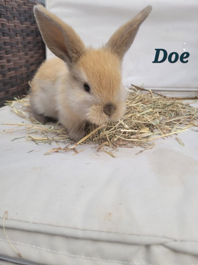 Adorable Baby Rabbits Ready for Loving Homes – £65 Each