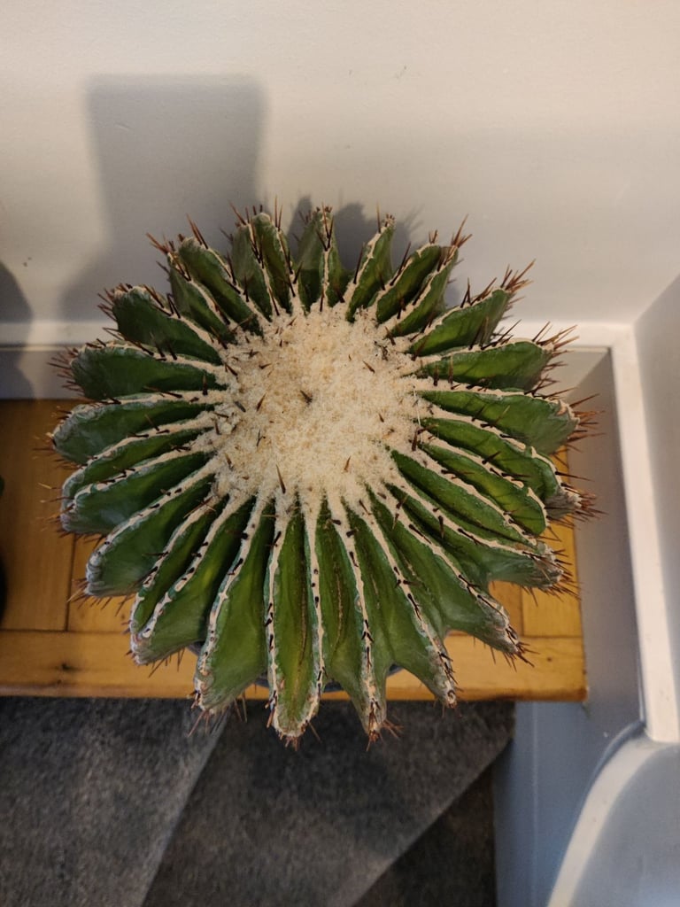 Barrel cactus for sale