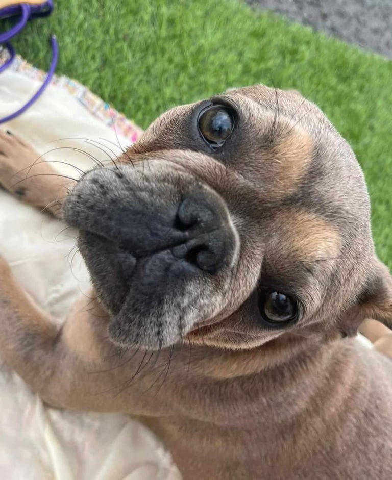 image for French Bulldog girl for sale