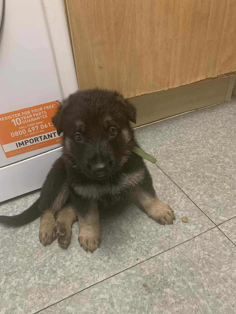 German shepherd pups 