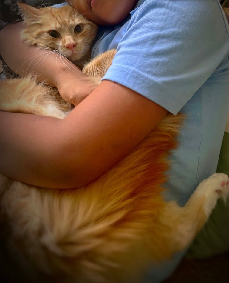 Half Maine coon 