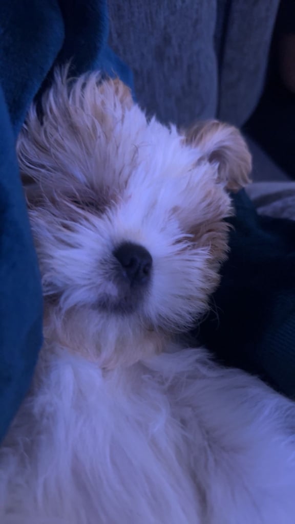 4 month old Shih Tzu