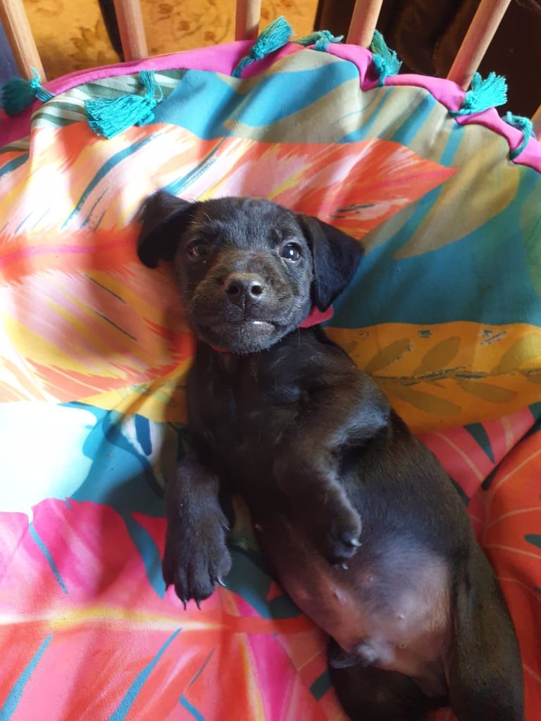 Full Patterdale terrier puppies available now