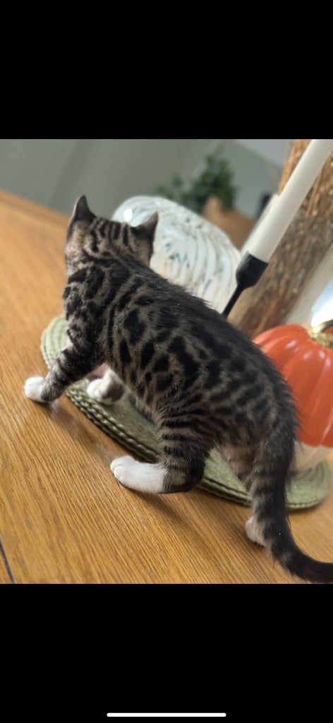 Maine coon cross Bengal kittens ready now 
